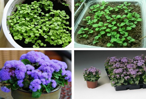 ageratum från frön