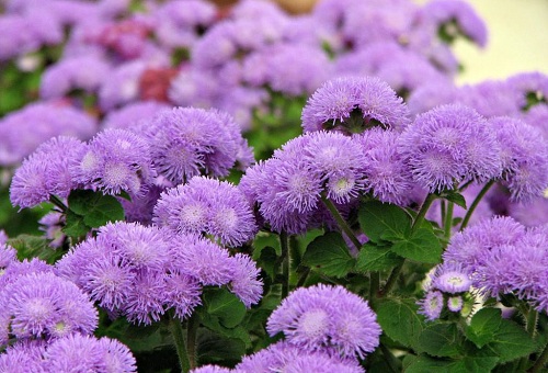 Fleurs lilas