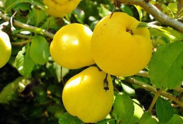 Fruits de Chaenomeles