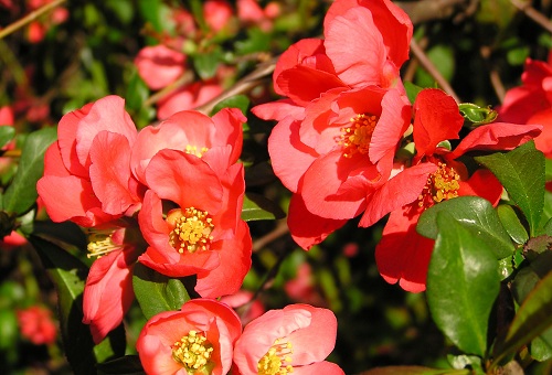 Fleurs de Chaenomeles