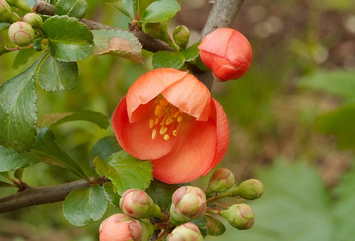 Fleurs de coing