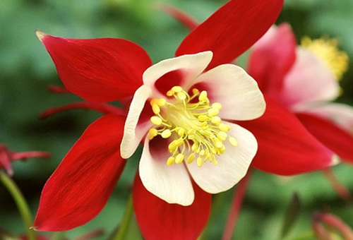 Aquilegia rouge