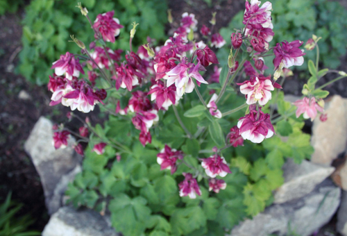 Propagation de fleurs