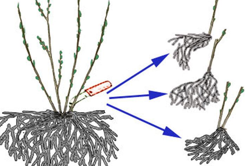 chia một bụi cây