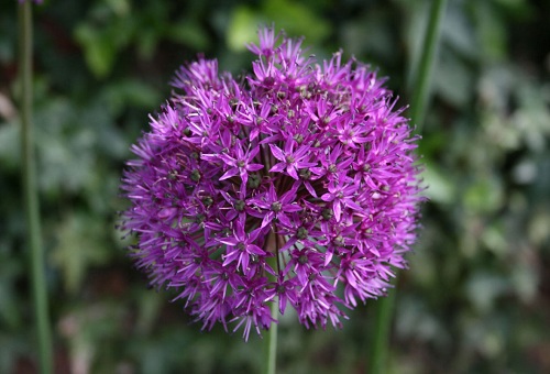 Cung trang trí allium