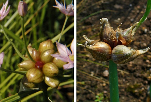  bulbes d'allium