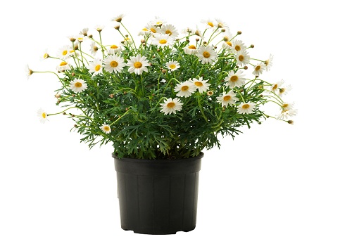 fleurs dans un pot