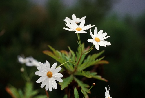 fleurs blanches