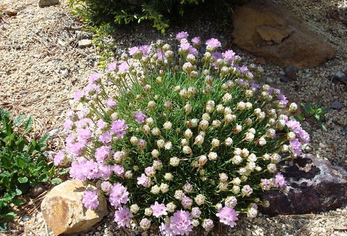 Armeria Velvich