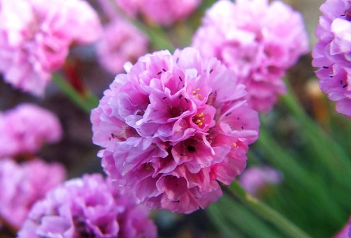 Fleur d'Armeria