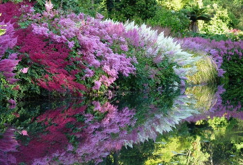 Expansion d'Astilbe