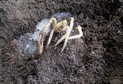 Planter une fleur en pleine terre