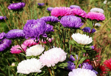 Asters nhiều màu