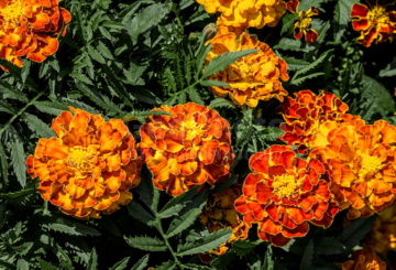 Marigolds bị từ chối hoặc tiếng Pháp