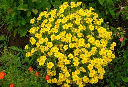 Fleurs à feuilles minces