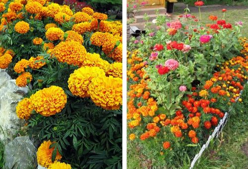 graines de fleurs à semer