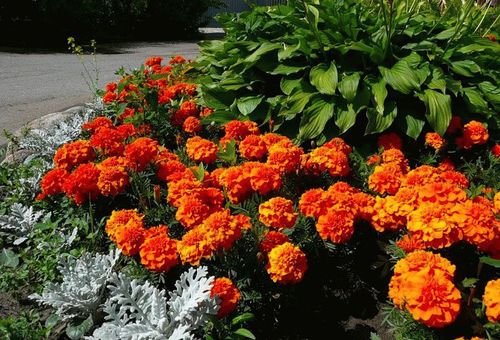 Fleurs dans le jardin