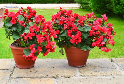 fleurs en pots