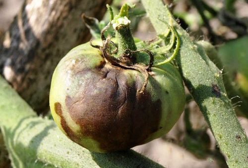 Le mildiou du sud des tomates