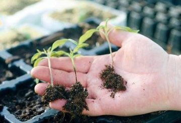 Pousses de tomates