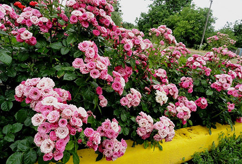 Rosiers à fleurs