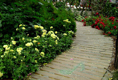 Roses de bordure de différentes variétés