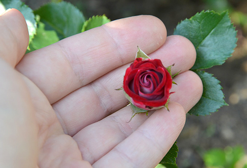 Fleur rose miniature