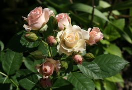 Branche en fleurs de rose miniature