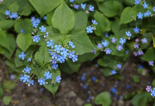 Fleurs bleues