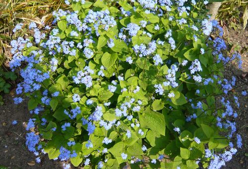 Fleurs ailes d'argent