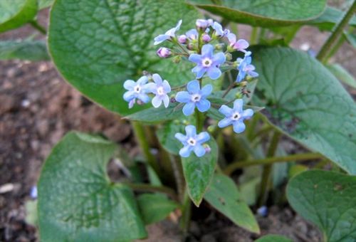 Plante aux feuilles argentées