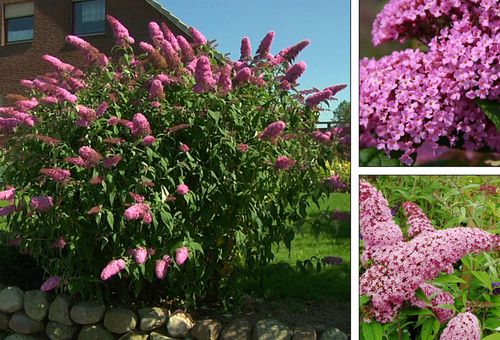 Buddleya David Pink Delight