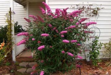 Buddleya David Pink Delight