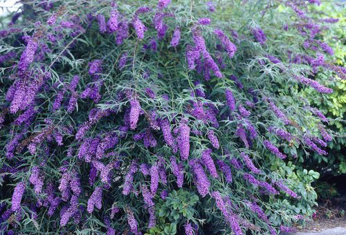 Buddleja davidii