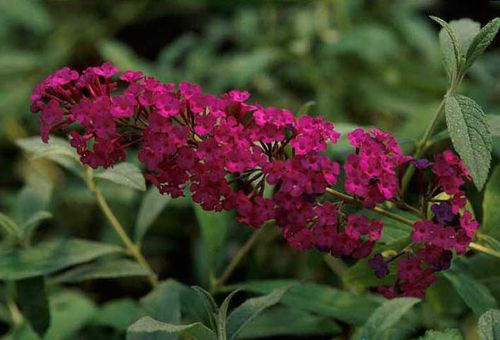 Buddleya David Red Royal