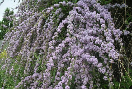 Buddleya xen kẽ lá