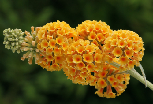 Budley hình cầu (Buddleja globosa)