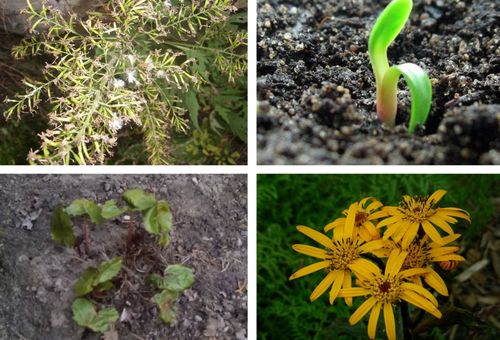 Propagation de fleurs par graines