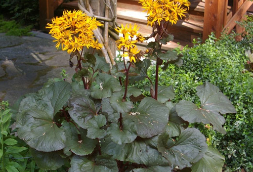 Fleur dans le jardin