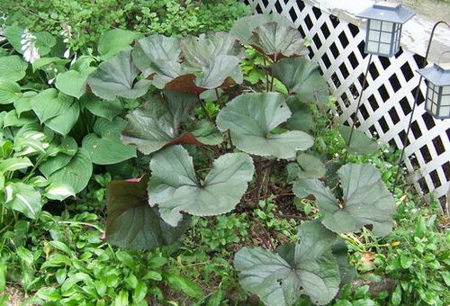 Planter et entretenir des fleurs