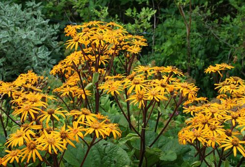 ligularia