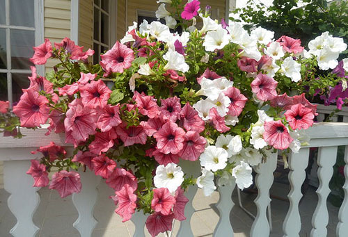 Fleurs blanches et roses en pots