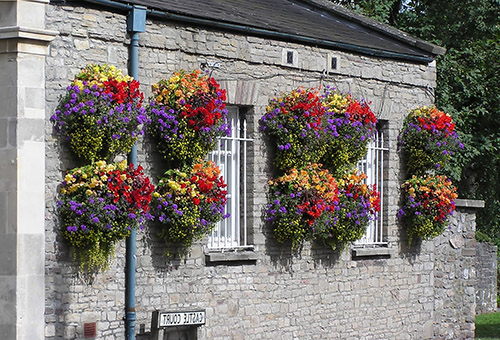 Fleurs multicolores en pots sur la façade de la maison