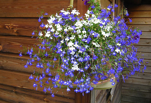 Lobelia en pots