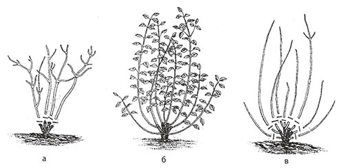 Méthodes de coupe du gazon