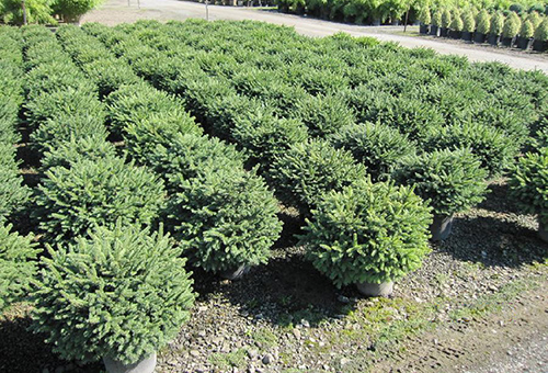 Les jeunes arbres ont mangé du Nidiformis