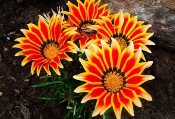 Gazania blommor