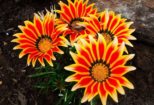 Fleurs de Gazania