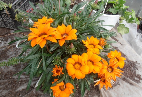 Fleurs vivaces de Gazania