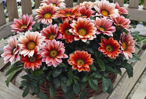 Gazania цветя